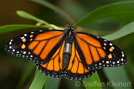 115 Monarch - Danaus plexxipus